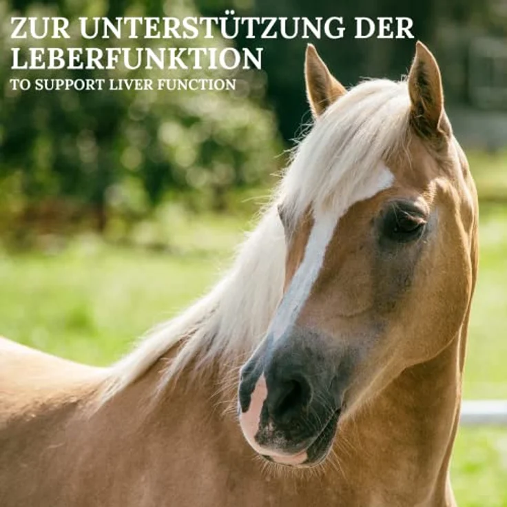 Stiefel Mariendistelöl für Pferde, 100% naturreines Öl zur Unterstützung der Leberfunktion, hochwirksam für Haut & Fell, flüssig mit Dosierflasche, 1l – Bild 4