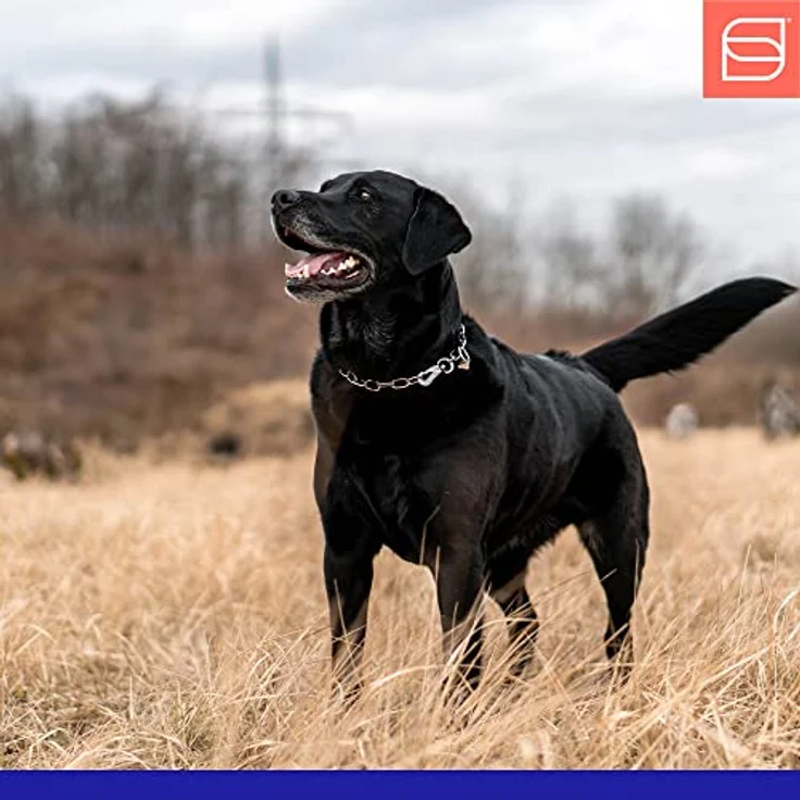 Herm Sprenger Hundehalskette mit Edelstahl Sprenger Haken, individuell einstellbar, 50 cm, hohe Langlebigkeit und Tragekomfort – Bild 5