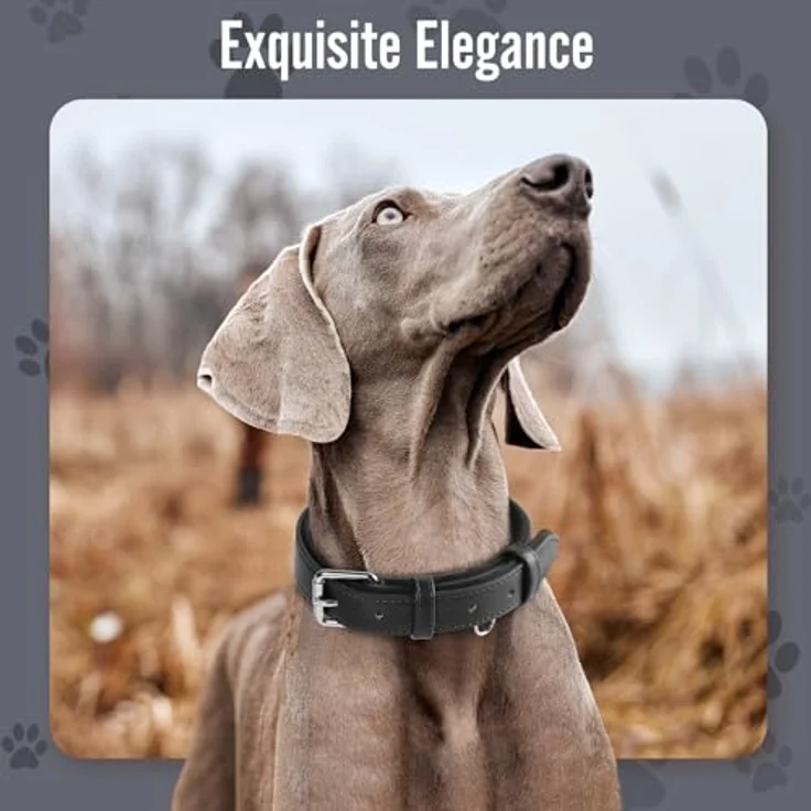 Grand Line Leder Hundehalsband, verstellbares, weich gepolstertes Halsband für kleine bis große Hunde, Schwarz, Größe M – Bild 2