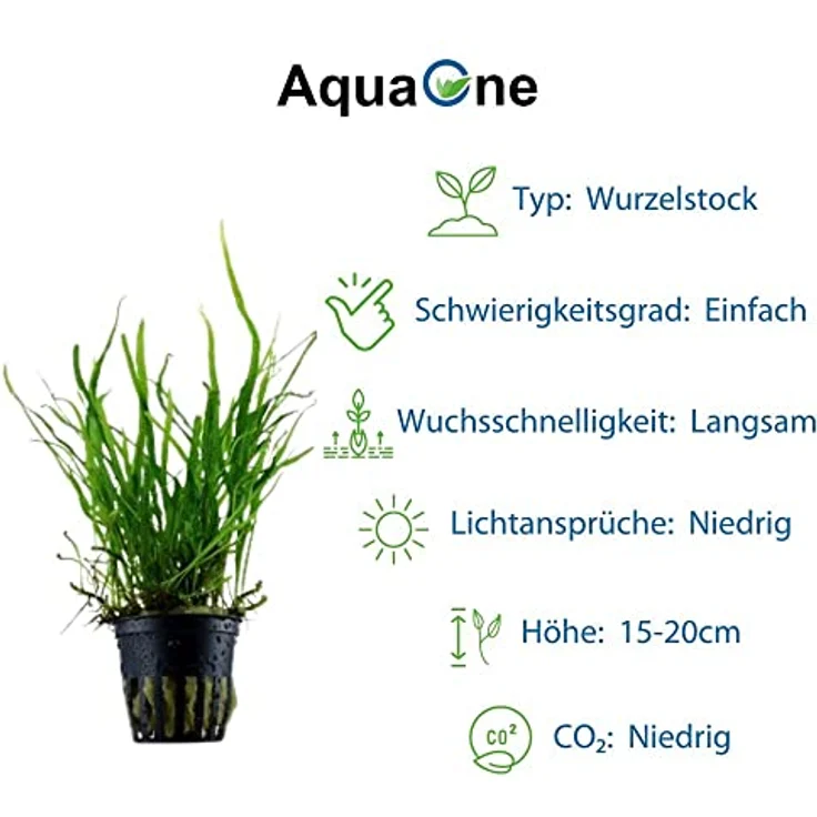 AquaOne Aquarium Pflanzen Set, 5x Wasserpflanzen für Diskusbecken mit Anubias, Microsorum und Echinodorus – Bild 2