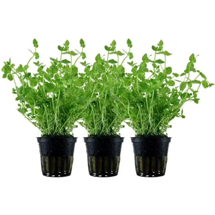 AquaOne Lindernia rotundifolia, 3er Set Stängelpflanzen für den Mittelgrund, voll durchwurzelt, ideal für Aquascaping – Bild 1