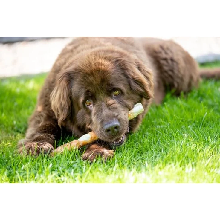 TRIXIE Denta Fun Rolls, Kausnacks für mittelgroße bis große Hunde, Rinderhaut mit Hühnchenfilet ummantelt, 3 Stück, 28 cm, 250 g, glutenfrei – Bild 5