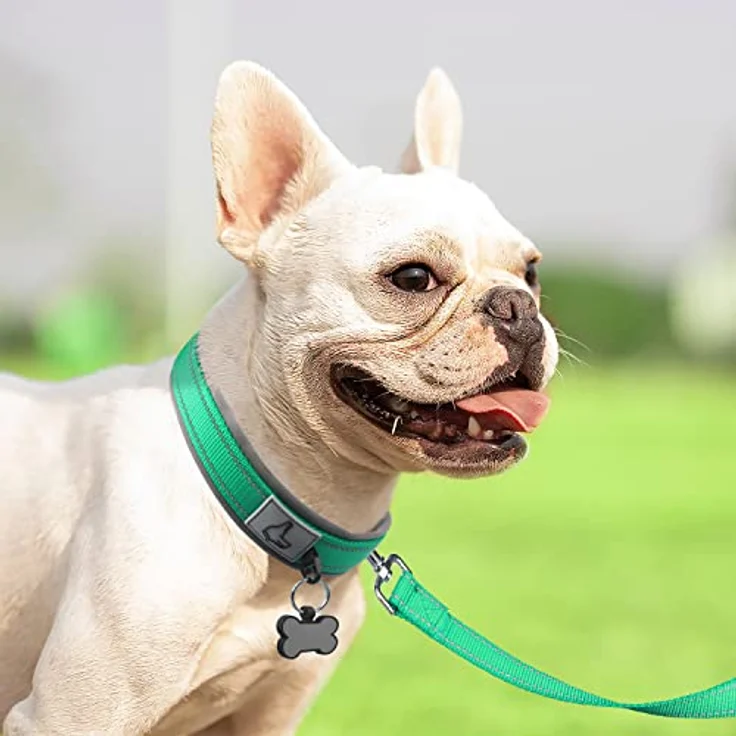 Joytale Neopren Hundehalsband, Gepolstert und Reflektierend für kleine Hunde, Breit, Türkis – Bild 3