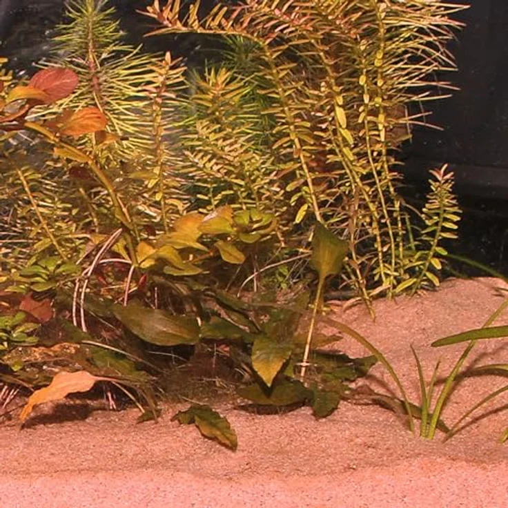 JBL Sansibar Aquarienbodengrund, 5 Kg, roter Aquariensand für grabende Fische und Pflanzen – Bild 4