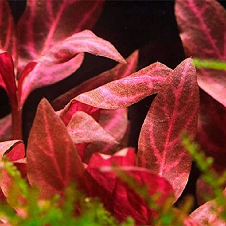 AquaOne 5x Wasserpflanzen Set, Vordergrund Aquarienpflanzen mit Alternanthera, Lilaeopsis, Helanthium und Micranthemum – Bild 5