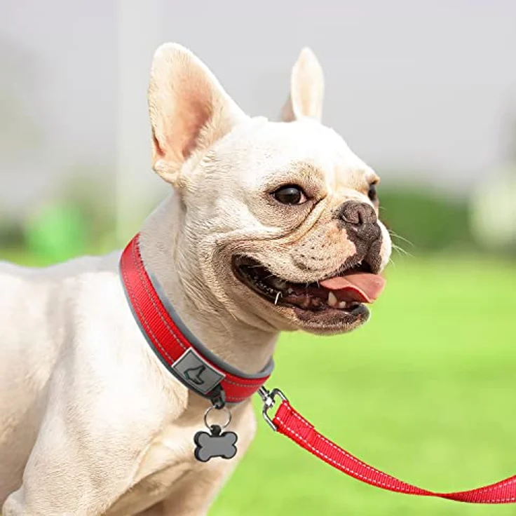 Joytale Hundehalsband, Gepolstertes Neoprenhalsband für kleine Hunde, Nylon Reflektierend, Breite: Rot – Bild 3