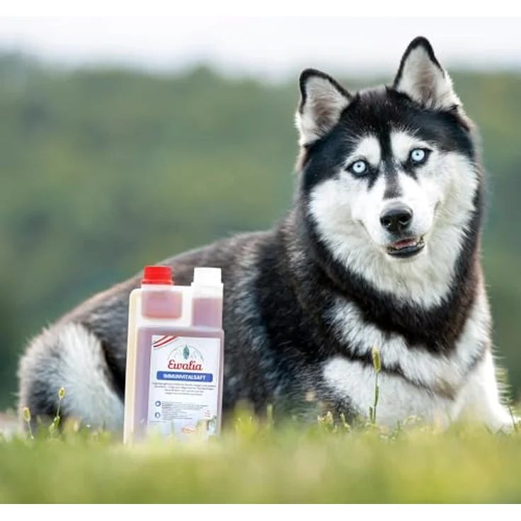 EWALIA Immunvitalsaft für Hunde, natürliche Vitalitätssteigerung mit Brennnessel und Hagebutte, 100% Natur, ohne Zusätze, 2x500ml – Bild 4