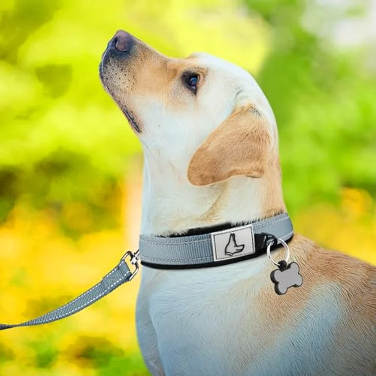 Joytale Hundehalsband, Gepolstert aus Neopren mit reflektierenden Nähten, für kleine Hunde, grau – Bild 3