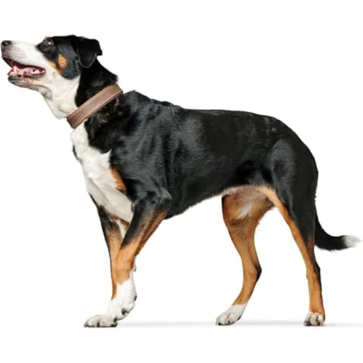 Hunter Hunde-Halsband Porto tabak-cognac M-L – Bild 10