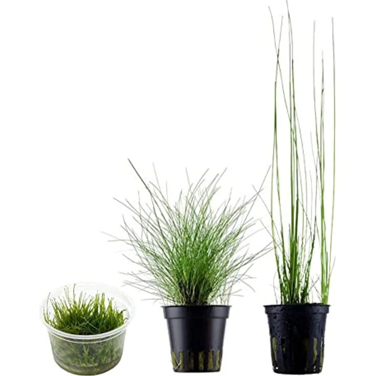 AquaOne Aquarium Pflanzen Set, 3x Wasserpflanzen Gras mit Eleocharis parvula, montevidensis und acicularis 'Mini' In Vitro 1-2-Grow! – Bild 1