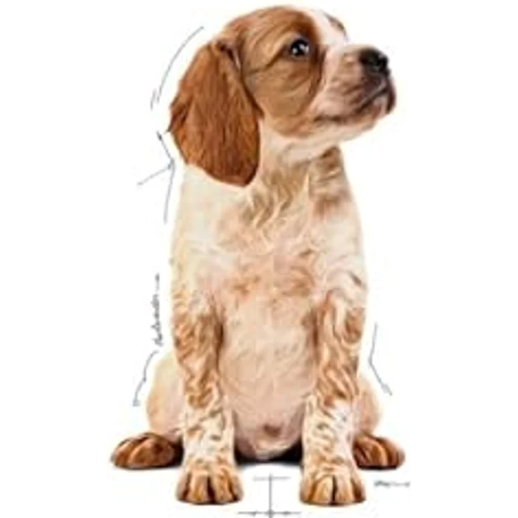 Royal Canin Medium Puppy, Nassfutter für mittelgroße Hunde, 10x140g, bis 12 Monate – Bild 6