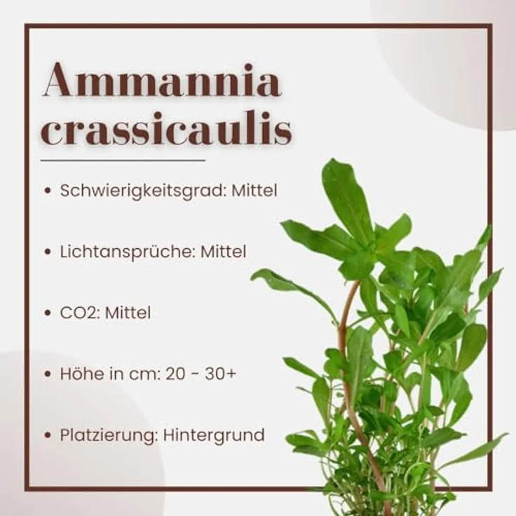 AquaOne Ammannia crassicaulis, 3er Set rote Stängelpflanze für Aquarium, voll durchwurzelt, 30-50 cm hoch – Bild 3