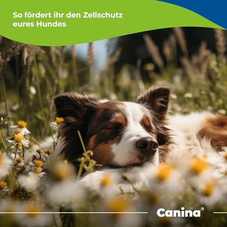 Canina Canizeck Plus Tabletten, 180 g, Immunstärkende Vitamine für Hunde mit Pflanzenkraft – Bild 5