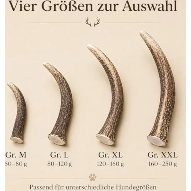 mascota vital - Hirschgeweih - 100% Hirschgeweih - Ideal für die Zahnpflege - 100% Natürlich - Geweih - Kauknochen - Hundespielzeug - Geweih vom Rothirsch (XXL (160-250g), ganz) – Bild 4