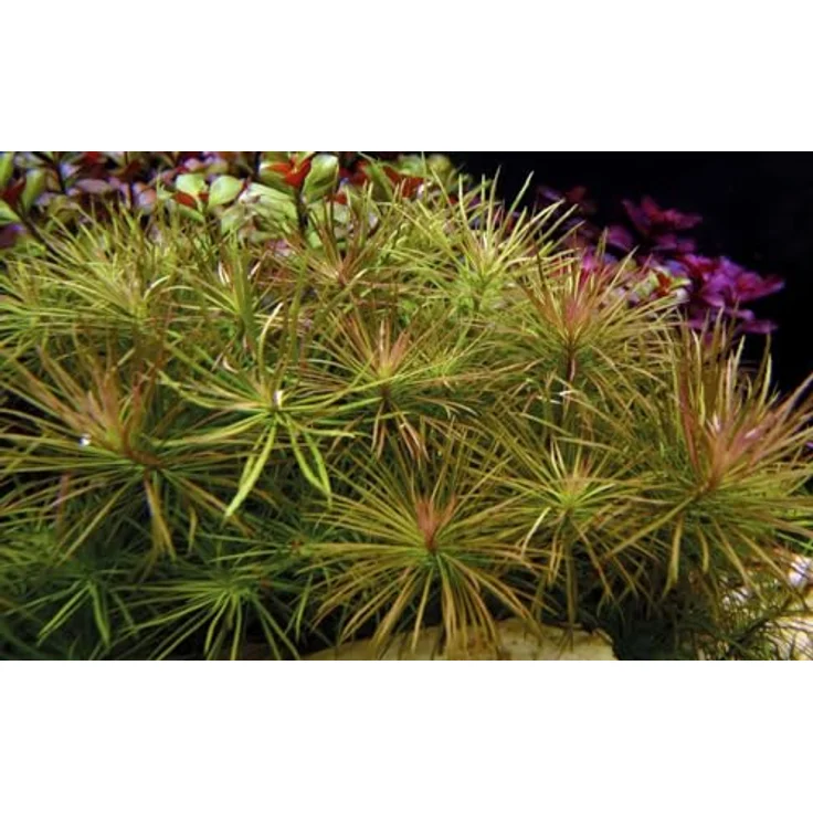 AquaOne Pogostemon stellatus I Aquariumpflanze voll durchwurzelt, 15-30 cm Stängelpflanze für Aquascaping, fortgeschrittene Pflege mit CO2-Zufuhr – Bild 1