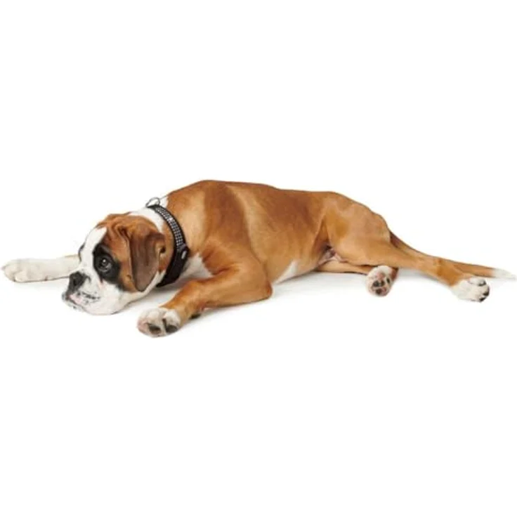 Hunter Hunde-Halsband Softie Triluxe schwarz S-M – Bild 4