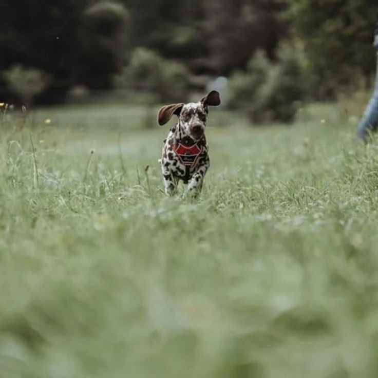 Hunter Hunde-Geschirr Divo rot-grau M – Bild 3