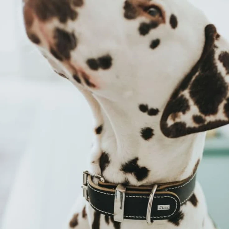 Hunter Hunde-Halsband Aalborg Special schwarz XXS-XS – Bild 6