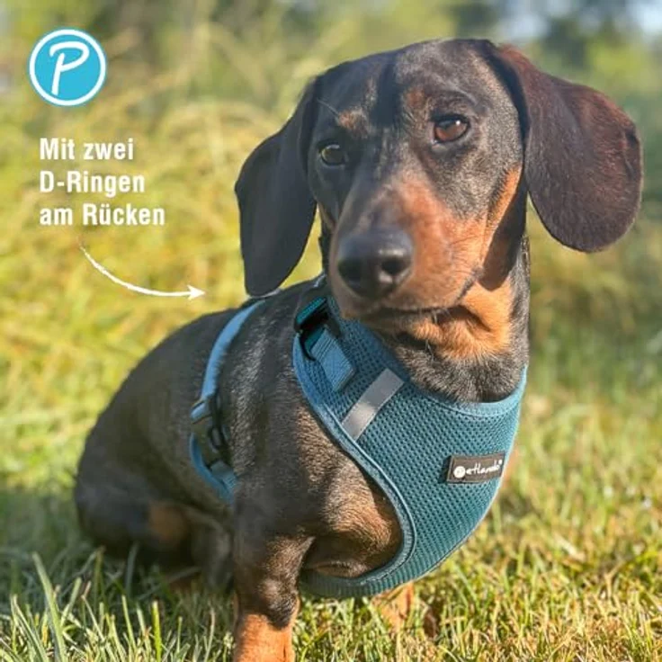 Petlando Hundegeschirr Mesh Vest S, leichtes reflektierendes Brustgeschirr für kleine Hunde, stufenlos verstellbar, Petrol, 2 D-Ringe – Bild 5