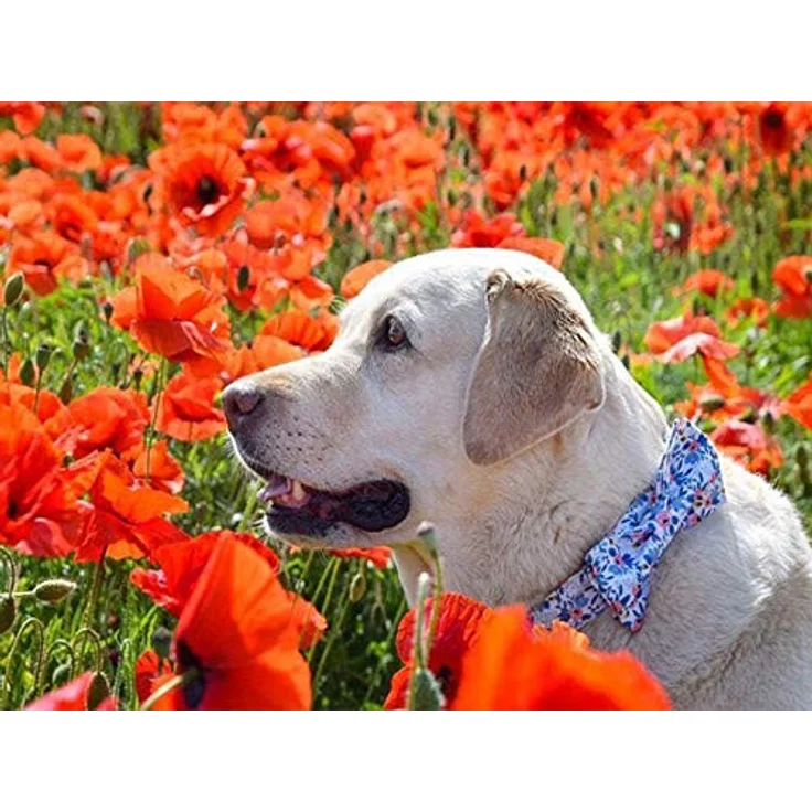 Unique Style Paws Hundehalsband mit verstellbarer Fliege, bequemes Halsband für kleine bis große Hunde und Katzen, Größe XXS-XL, Premium-Baumwolle – Bild 4