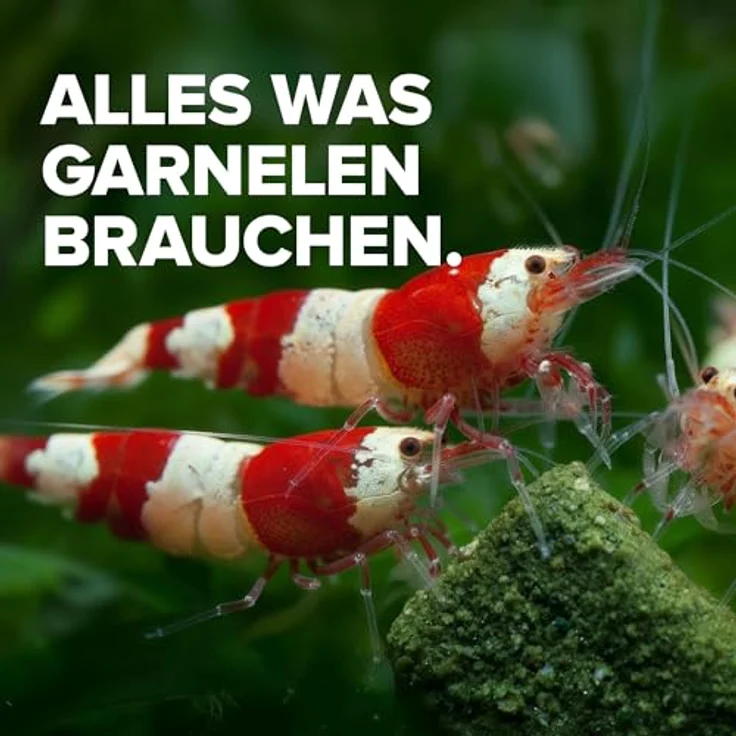 NatureHolic Garnelenfutter Mainfeed, 30 g Softpads für Aquarien, made in Germany, frei von Fischmehl, unterstützt Wachstum und Panzeraufbau – Bild 2