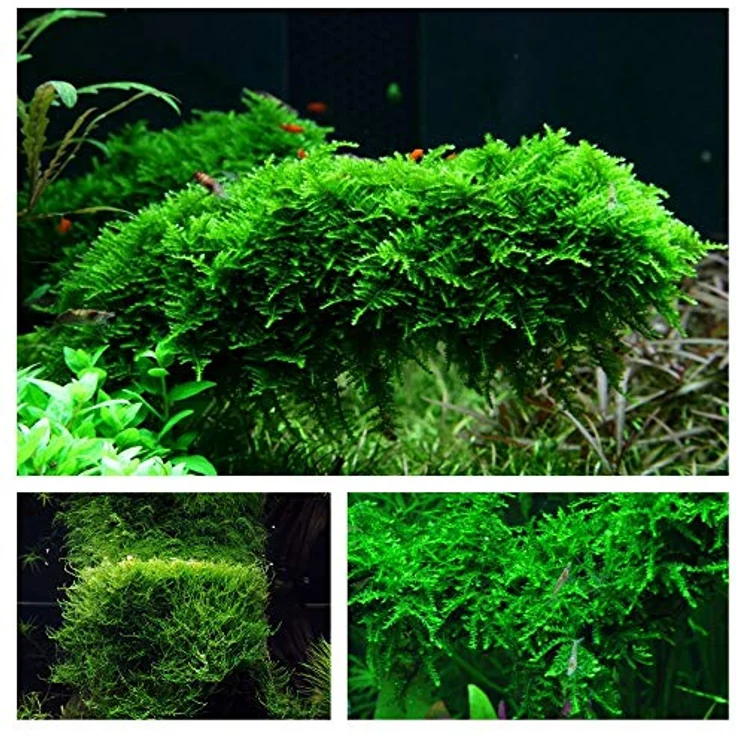 AquaOne Moos Set mit 3 in Vitro Pflanzen, Aquariumpflanzenset Nr.55 mit Taxiphyllum barbieri, Vesicularia dubyana 'Christmas' und Vesicularia ferriei 'Weeping', für vielfältige Platzierung im Aquarium – Bild 1