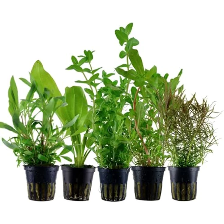 AquaOne 5x Wasserpflanzen Set für Aquarien, Hintergrundpflanzen mit Ammannia, Echinodorus, Bacopa, Hygrophila und Pogostemon – Bild 1