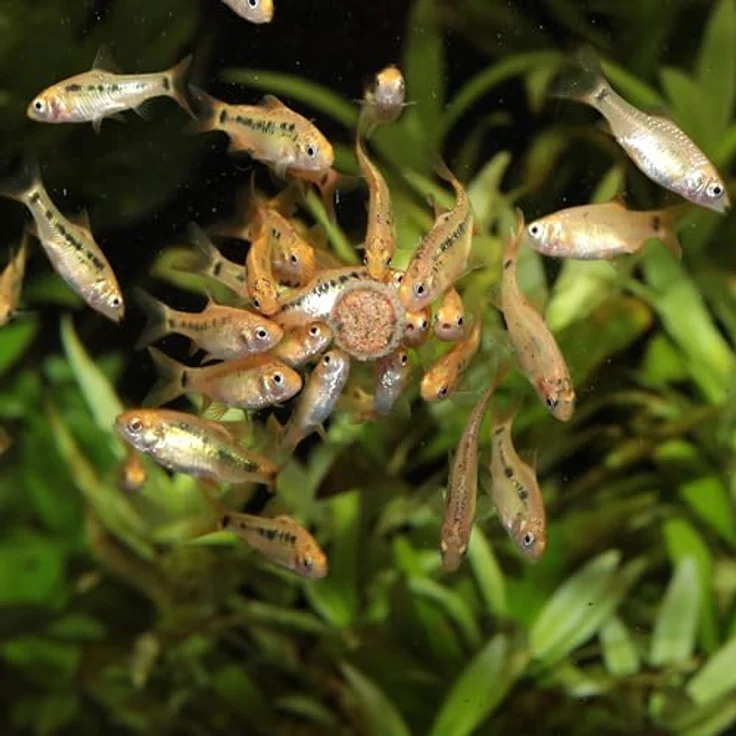 JBL PRONOVO TAB, Futtertabletten für Aquarienfische von 1-20 cm, naturbelassene Zutaten, hohe Akzeptanz, 100 ml – Bild 5