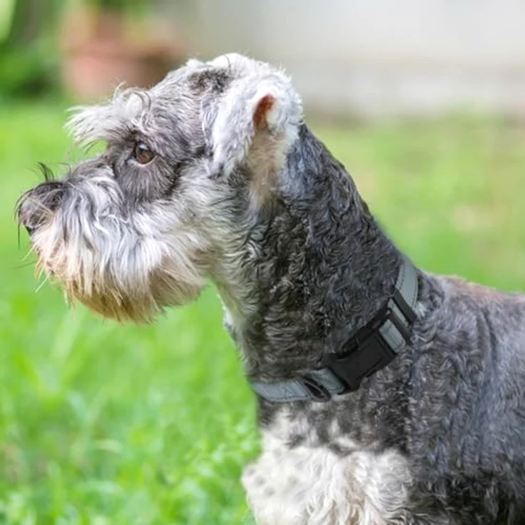 Joytale Gepolstertes Hundehalsband aus Neopren Nylon, Verstellbar, Weich und Reflektierend, S, Grau, für Kleine Hunde – Bild 2