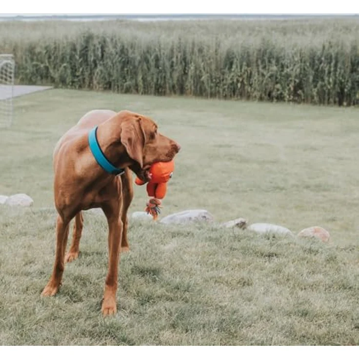 Hunter Hunde-Halsband Convenience türkis S – Bild 5