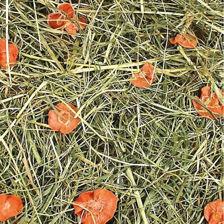 JR Farm Karottenwiese 500 g, Kleintierfutter mit hohen Rohfasergehalt zur Zahnabriebunterstützung und natürlicher Förderung der Vitalfunktionen – Bild 2
