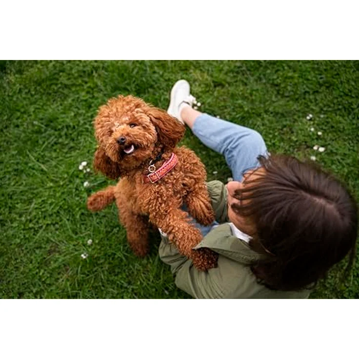 Canina Cellulose Pulver 400g, natürlicher Ballaststoff für gesunden Magen-Darm-Trakt und Gewichtsreduktion – Bild 7