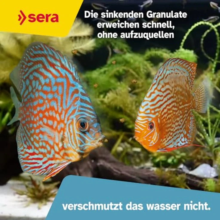 sera Discus Granules 1 L, Hauptfutter für Diskus, langsam sinkendes Softgranulat mit hochwertigem Protein und prebiotischer Wirkung – Bild 5