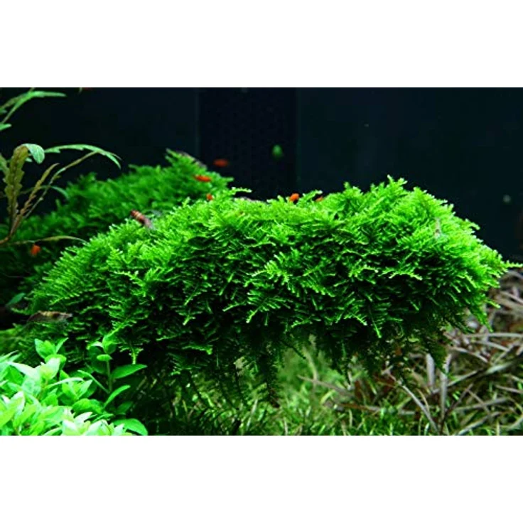 AquaOne Moos Set mit 5 in Vitro Pflanzen, Aquariumpflanzenset Nr.57, inklusive Taxiphyllum und Vesicularia Arten – Bild 3