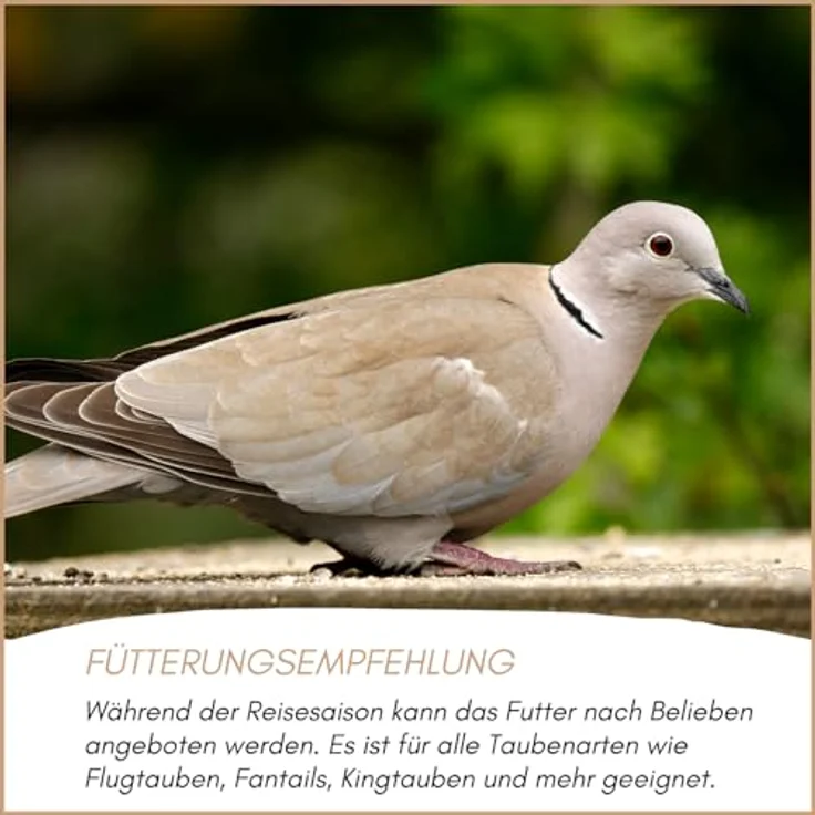 Supravit Reise Taubenfutter 5kg, hochwertige Körnermischung ohne Weizen, unterstützt Kondition & Flugleistung für Zucht Tauben – Bild 5