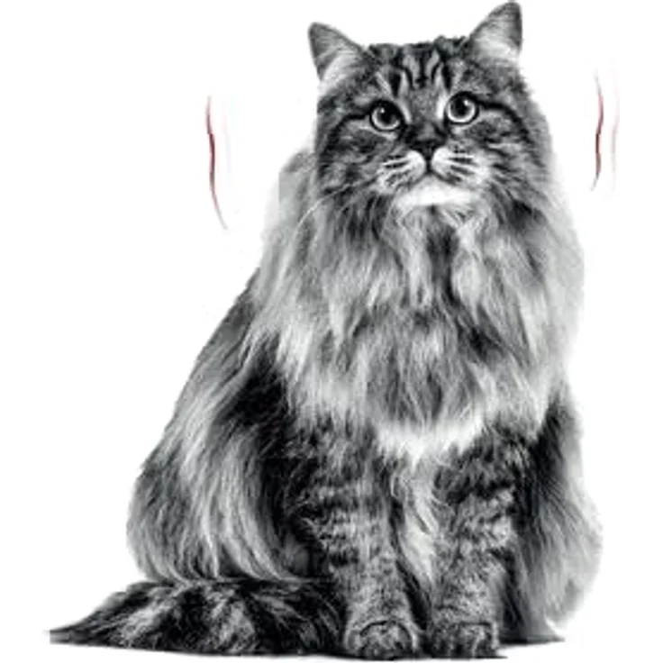Royal Canin Dental Care, 1,5 kg Katzenfutter für Zahngesundheit mit Zahnsteinreduktion und mechanischem Abriebeffekt – Bild 6