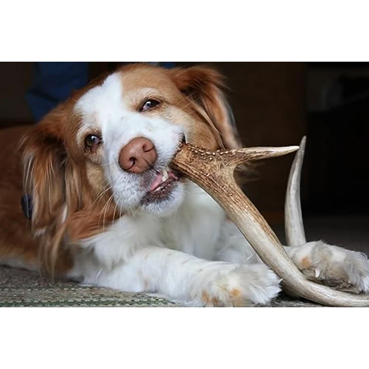 ARTISAN GIFT CO Hirschgeweih für Hunde – Natürlicher Kauknochen L, handgeschnitten, mineralstoffreich und kalorienarm, geeignet für Welpen und Hunde – Bild 4