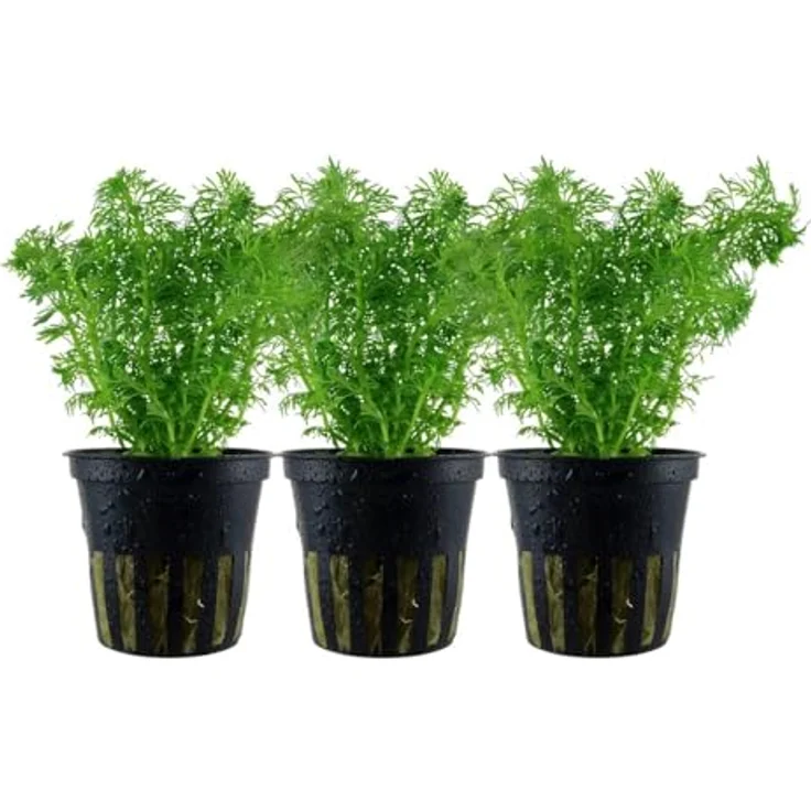 AquaOne Limnophila sessiliflora, 3er Set Mittelgrund Wasserpflanzen mit gesunden Wurzeln für Aquascaping – Bild 1