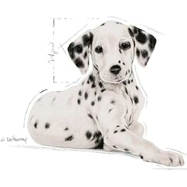 ROYAL CANIN Dalmatian Puppy, Trockenfutter für Dalmatiner mit Taurin, 12kg – Bild 2