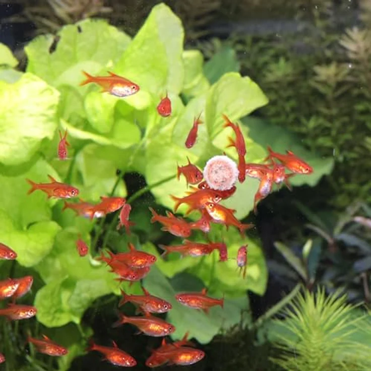 JBL PRONOVO TAB, Fischfutter-Tabletten für Aquarienfische von 1-20 cm, Größe M, 250 ml, naturbelassene Rohstoffe ohne künstliche Zusätze – Bild 2