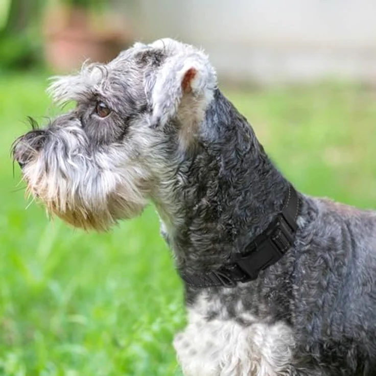 Joytale Gepolstertes Hundehalsband aus Neopren Nylon, Verstellbar und Reflektierend für Kleine Hunde, Schwarz, S – Bild 2