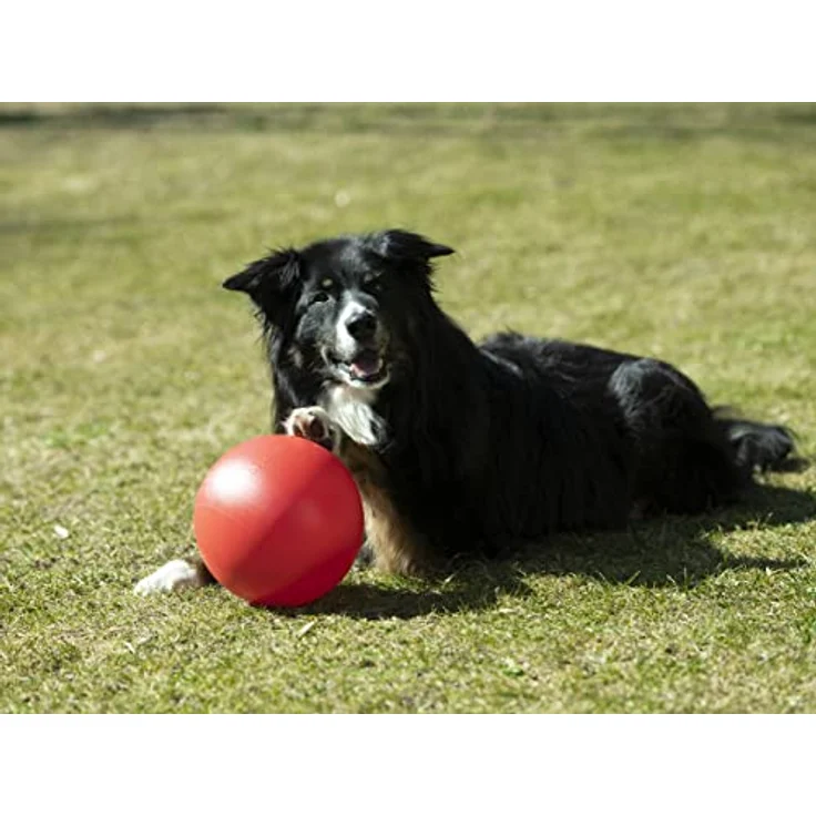 Procyon Tier-Intelligenzspielzeug Hunde Golf (Doggie-Golf Basis Set), Kunststoff, Packung (7-tlg) - Sportliche Herausforderung für aktive und clevere Hunde – Bild 6