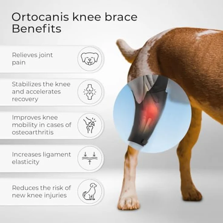 Ortocanis Kniebandage für Hunde – Unterstützung bei Kreuzbandriss und Bänderverletzungen, Neopren, Größe Medium (11,5-12,2"), für das rechte Hinterbein – Bild 2