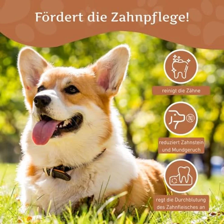 Wildfang® Kaffeeholz Kaustick für Hunde, unzerstörbares Kauspielzeug aus 100% natürlichem Kauholz, Größe XS (unter 10 kg) für aggressive Kauer & Welpen im Zahnwechsel – Bild 4