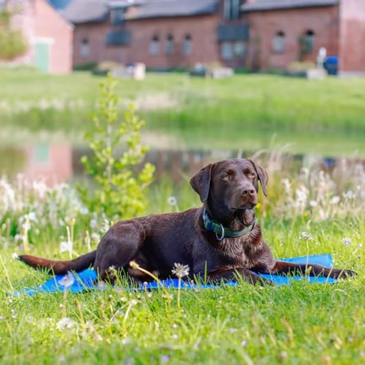 Nobby Kühlmatte für Hunde, Gelfüllung zur Körpertemperaturregulierung, einfache Reinigung, funktioniert ohne Wasser, kühlt mehrere Stunden – Bild 2