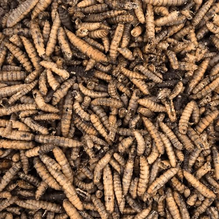 Orni Soldatenfliegenlarven getrocknet 500g, eiweißreiches Insektenfutter für Wildvögel, Igel, Fische, Reptilien & Eichhörnchen – artgerechte Mehlwurm-Alternative, 100% Naturprodukt, ohne Zusatzstoffe – Bild 3