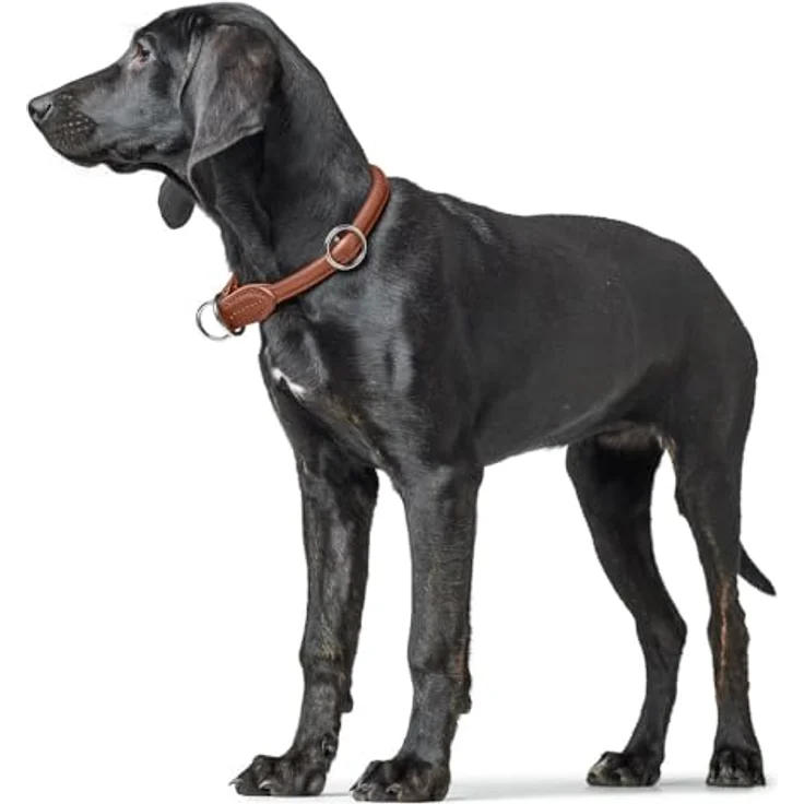 Hunter D-Halsung Round & Soft Canadian UP, Dressurkragen aus Rindsleder, cognac, Größe M-L, Halsband + Leine – Bild 6
