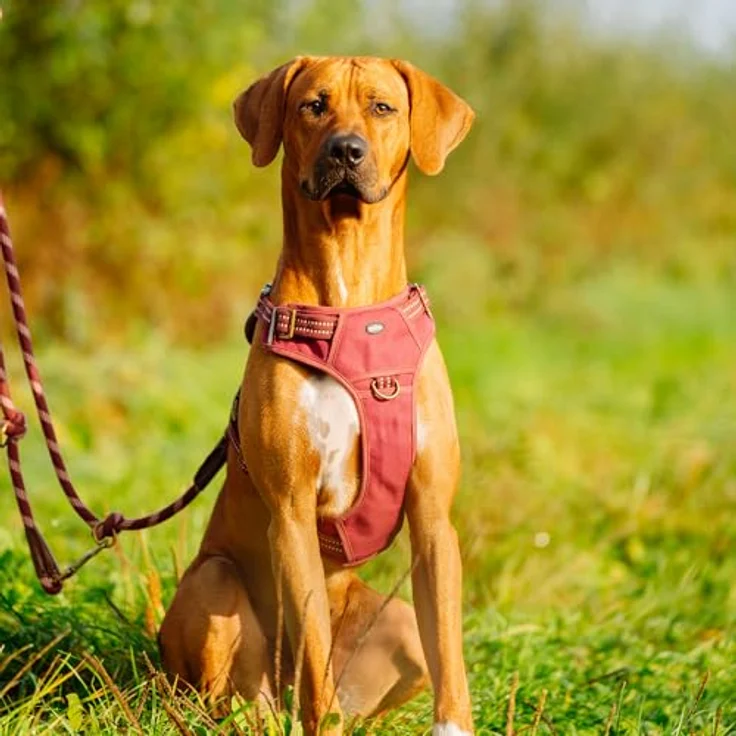 Nobby 52056-01 Geschirr Sporty, stabiles Hundegeschirr in Rot mit ergonomischer Passform, Größe L (Hals: 42-60 cm, Brust: 58-85 cm) und 3 Verschlüssen – Bild 4
