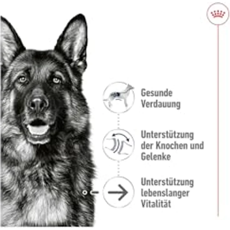 Royal Canin Maxi Ageing Mousse, 12 x 410 g, Alleinfuttermittel für große Hunde (26-44 kg), nährstoffreiche Feuchtnahrung für Senioren ab 5 Jahren – Bild 3