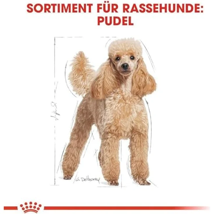 Royal Canin 35136 Breed Pudel, Hundefutter mit Zahnsteinprophylaxe und Antioxidanzienkomplex, 1,5 kg – Bild 3